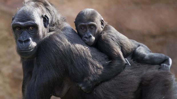 Gorila nížinná, foto: Tomáš Adamec, Zoo Praha