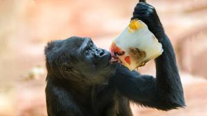 Na zamraženém ovoci si postupně pochutnali všichni členové gorilí tlupy. Na fotografii je zachycena gorila nížinná Duni, dcera slavné Moji. Foto: Petr Hamerník, Zoo Praha 