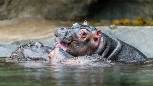 Vyberte jméno pro mládě hrocha obojživelného. Foto: Petr Hamerník, Zoo Praha