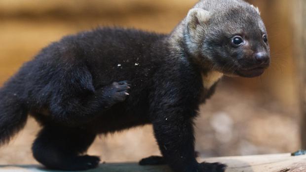 Mládě tayry, Tomáš Adamec, Zoo Praha