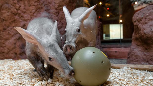 Hrabáči kapští Kvída a její dcera Nyota si pochutnávají na červech ukrytých v krmném míči. Foto: Petr Hamerník, Zoo Praha