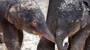 Do sloního stáda v Zoo Praha přibyla letos na jaře hned dvě mláďata. Starší samička se narodila 27. března, mladší 9. května. Celá skupina tak nyní čítá již devět členů. Foto: Miroslav Bobek, Zoo Praha.