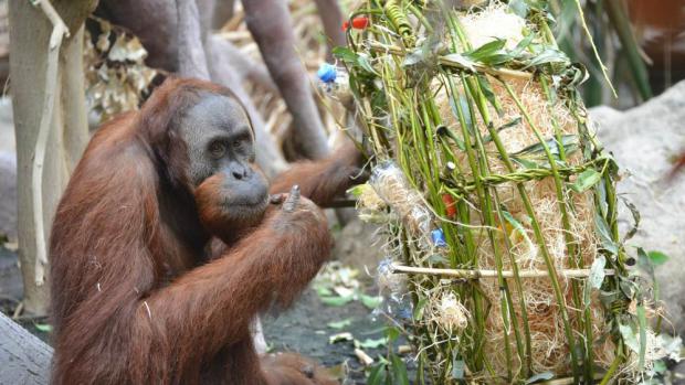 Oslava mezinárodního dne orangutanů v Zoo Praha. Foto: Ondřej Kotek, Zoo Praha