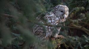 Ural owl. Photo: Tereza Mrhálková, Prague Zoo