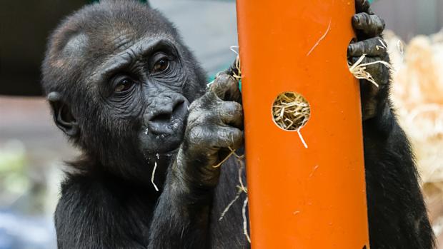 Gorilí sameček Nuru letos slaví třetí narozeniny. Foto: Petr Hamerník, Zoo Praha