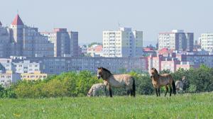 Кобыла Пржевальского Груне с двухдневным жеребенком в пражском Дивчи грады. Фото: Петр Гамерник, Пражский зоопарк 