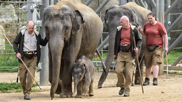 Slůně se dnes poprvé podívalo do venkovního výběhu.  Foto: Petr Hamerník/Zoo Praha