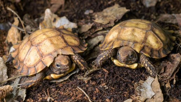 První odchov želv dlaždicovitých v evropských zoologických zahradách je výsledkem patnáctiletého snažení týmu kurátora Petra Velenského. V rámci chovu plazů v Zoo Praha jde o historický úspěch světového měřítka. Foto Petr Hamerník, Zoo Praha