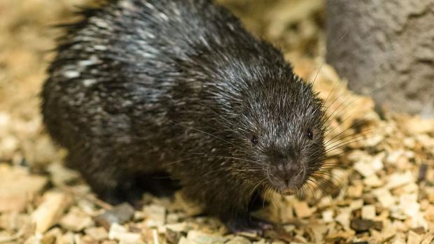 O životě dikobraza palawanského toho zatím stále mnoho nevíme. Foto: Petr Hamerník, Zoo Praha 