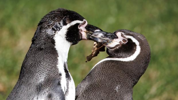 Karlík se svou mladičkou partnerkou. Foto: Miroslav Bobek, Zoo Praha