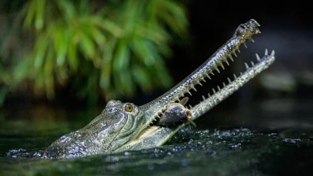 Mimořádné nedělní krmení gaviálů indických v pavilonu Čambal je 28. září plánováno na 17.30. Foto Petr Hamerník, Zoo Praha