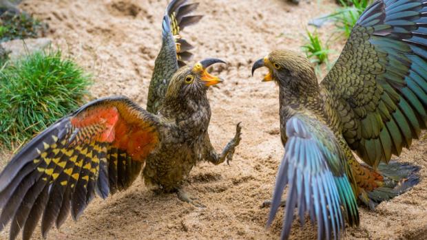 Kea chicks taking up residence in Rákos’ Pavilion. The seemingly drably coloured parrot does honour to its order with colourful marking on its underwing and rump. Photo Petr Hamerník, Prague Zoo
