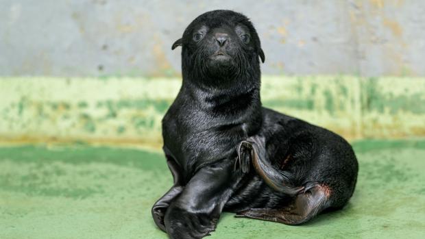 Mládě se narodilo 5. června – ve stejný den jako jeho babička, známá samice Abeba. Foto Petr Hamerník, Zoo Praha
