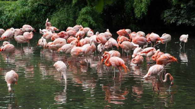 Foto: Tereza Mrhálková, Zoo Praha