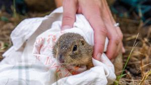 Pracovníci Zoo Praha v pondělí v Africkém výběhu odchytili devětadvacet volně žijících syslů obecných, kteří se stanou jedněmi ze zakladatelů nové volně žijící populace v Českém středohoří. Foto: Miroslav Bobek, Zoo Praha