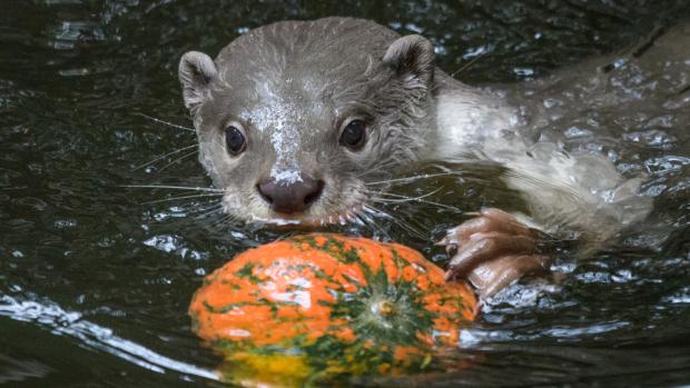 Foto: Petr Hamerník, Zoo Praha