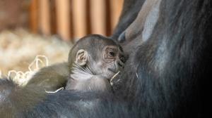 V Rezervaci Dja se letos narodilo už druhé gorilí mládě! Foto: Oliver Le Que, Zoo Praha