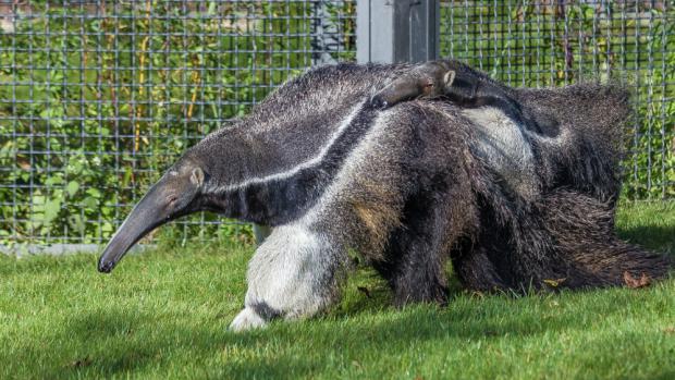 Ella and Hannibal together for the first time. Photo: Petr Hamerník, Prague Zoo