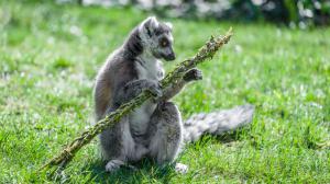 Tradičně dostávají v období Velikonoc svou pomlázku například lemuři. Lemur kata si rád pochutnává na pomlázce s mladými lístky. Foto: Petr Hamerník, Zoo Praha