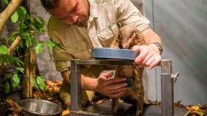 Female training on a special bar. This allows for a quiet examination, be it ultrasound or blood sampling, while the female feeds undisturbed. Photo Petr Hamerník, Prague Zoo 