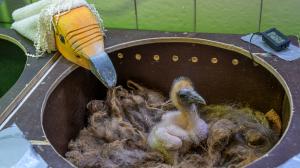 Maňásková metoda brání v přilnutí mláděte k člověku, tedy jeho chovateli či chovatelce. Zoo Praha tento způsob využívá vedle supů mrchožravých také třeba v případě umělých odchovů kondorů menších, dvojzoborožců nosorožčích nebo krasek jávských. Foto Petr Hamerník, Zoo Praha