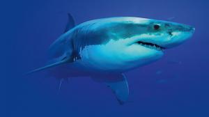 White shark. Illustration photo: Shutterstock
