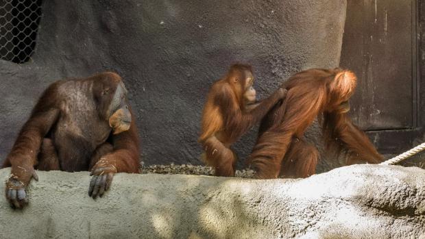 Mawar, její dcera Diri a samec Pagy opět pohromadě v expozici. Foto: Petr Hamerník, Zoo Praha