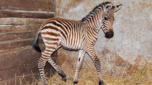 Zoo Praha přivítala další mládě zebry Böhmovy. Matkou malé samičky je klisna Dalmácie a otcem hřebec Henry. Foto: Roman Vodička, Zoo Praha.