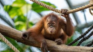 Sumatran orangutan. Photo Oliver Le Que, Prague Zoo