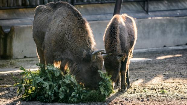 Od 27. do 29. prosince budou zvířata v Zoo Praha dostávat nevyužité vánoční stromky. Foto Petr Hamerník, Zoo Praha