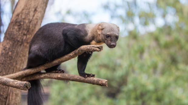 Foto: Václav Šilha, Zoo Praha