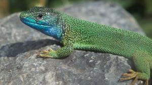 The male European green lizard is distinguished by its striking turquoise-blue throat. Photo: Tereza Mrhálková, Prague Zoo
