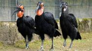 Mládě se často zdržuje v blízkosti rodičů. Zde ho doprovází matka Vendulka (nalevo) i otec Vendelín (uprostřed). Foto Petr Hamerník, Zoo Praha