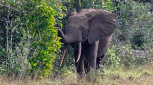 Slon pralesní v gabonském národním parku Pongara. Foto Miroslav Bobek