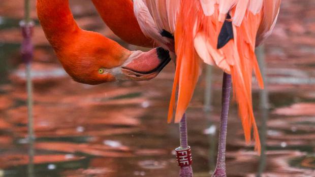 The oldest female of Caribbean Flamingo doesn't have a name, but only an identification mark F5 and red ring FHF on her leg. Foto: Petr Hamernik, Prague Zoo