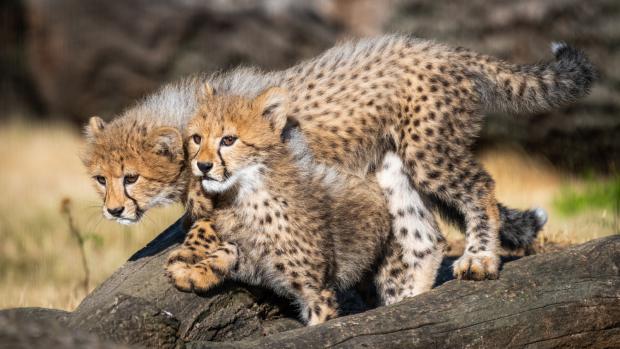 V pátek 28. září, u příležitosti 87. výročí otevření Zoo Praha, budou slavnostně pokřtěna mláďata gepardů, a to za účasti špičkového atleta Jakuba Holuši. Foto: Petr Hamerník, Zoo Praha.