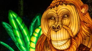 Pohled do tváře lampionového orangutana. Foto Oliver Le Que, Zoo Praha