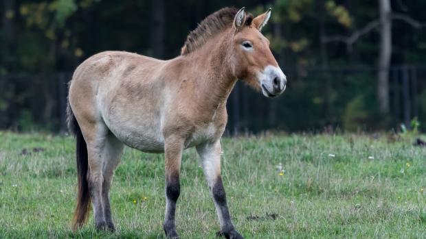 Heilige pochází z Německa a její matkou je klisna Fidorka narozená v Praze. Foto: Petr Hamerník, Zoo Praha