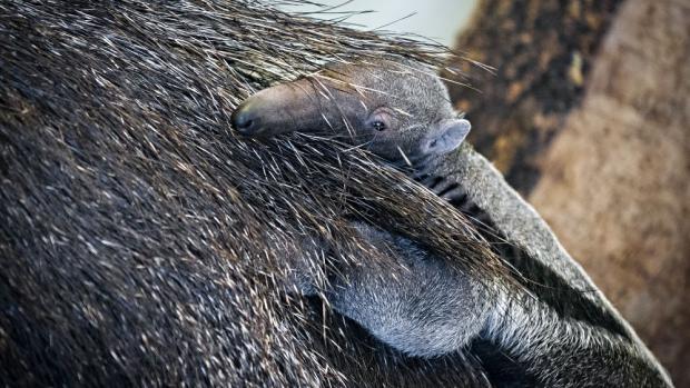 Vrcholem programu budou křtiny letošního mláděte mravenečníka velkého se zpěvákem Miroslavem Žbirkou. Foto: Petr Hamerník, Zoo Praha