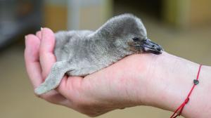 The little Humboldt penguin as its taken to be weighed. The time it is removed from its parents’ nest in the Penguin House is kept as short as possible, usually two to three minutes. Photo: Petr Hamerník, Prague Zoo