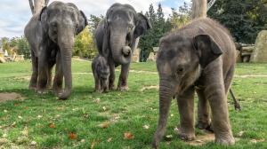 Během roku 2016 se v Zoo Praha narodili hned dva sloní samečci. Nejprve 5. dubna sameček Max (v popředí) a o půl roku později, 7. října, Rudolf. Foto Petr Hamerník, Zoo Praha   