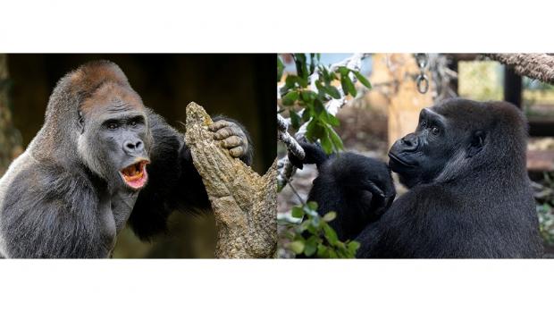 Male Kisumu (pictured left) and female Duni. Photo: Petr Hamerník a Khalil Baalbaki, Prague Zoo