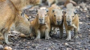 V latině je kapybara „vodním prasetem“. Foto Petr Hamerník, Zoo Praha