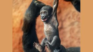 One of the “ambassadors of wild nature” in Prague Zoo is also the gorilla baby, born less than a month ago. On Saturday, May 11, at 11 am it was baptised by the famous primatologist and conservationist Jane Goodall. Photo: Kateřina Jíšová