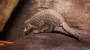 Půlroční mládě luskouna krátkoocasého Connie, foto: Miroslav Bobek, Zoo Praha foto: 