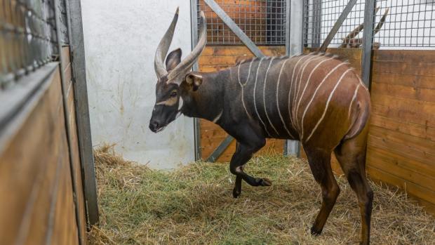 Pražský samec bonga horského Mau před odjezdem do Safari Parku Dvůr Králové. Foto Petr Hamerník, Zoo Praha