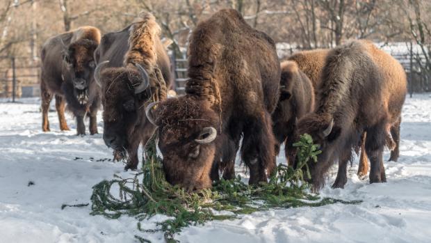Ani dnešní silný mráz nezabránil bizonům, aby si pochutnali na větvích z vánočního smrku ze Staroměstského náměstí. Petr Hamerník, Zoo Praha