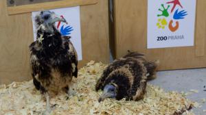 Prague Zoo employees first drove the two female vultures to the breeding and rescue station in Stara Zagora. There the vultures raised in Prague spent their last night in captivity with a veterinary examination in the morning. On the left, the chick hatched at Prague Zoo, on the right, the female hatched at Zlín Zoo. Photo: Lenka Pastorčáková, Prague Zoo