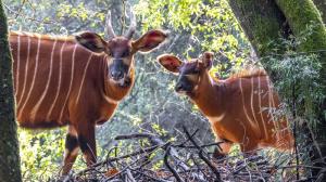 Bongové horští na snímku pořízeném v chovné a záchranné stanici Mount Kenya Wildlife Conservancy. Zoo Praha jejím prostřednictvím podporuje program na reintrodukci bongů do volné přírody, konkrétně financováním výsadby lesního porostu, na který je tento druh striktně vázaný. Foto: Miroslav Bobek, Zoo Praha