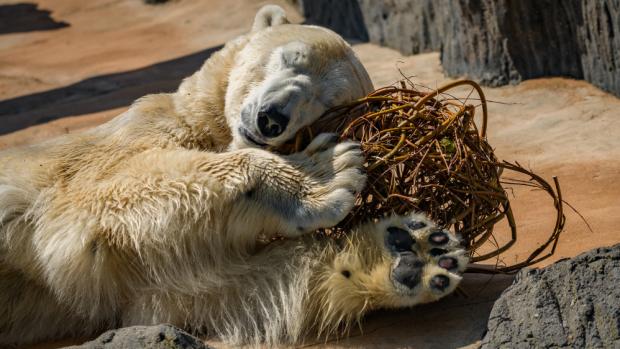 Foto: Petr Hamerník, Zoo Praha